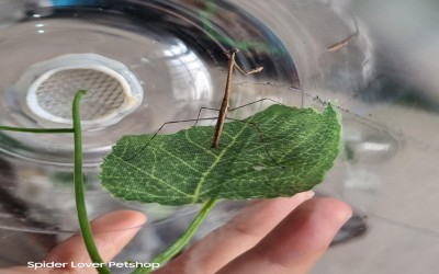 Euchomenella mantis / giraffe mantis / mantis jerapah